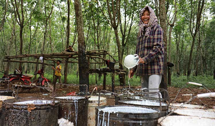 Cambodia earns $568 mln from rubber latex exports in first 11 months of 2024